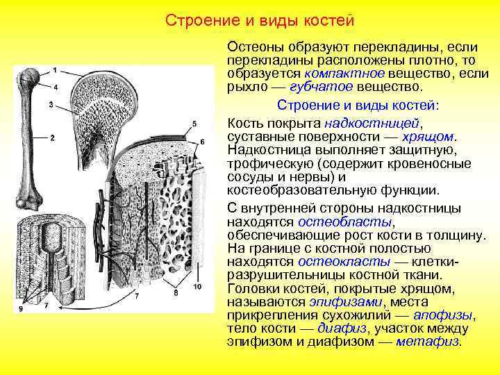 Строение и виды костей Остеоны образуют перекладины, если перекладины расположены плотно, то образуется компактное
