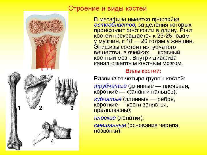 Строение и виды костей В метафизе имеется прослойка остеобластов, за деления которых происходит рост