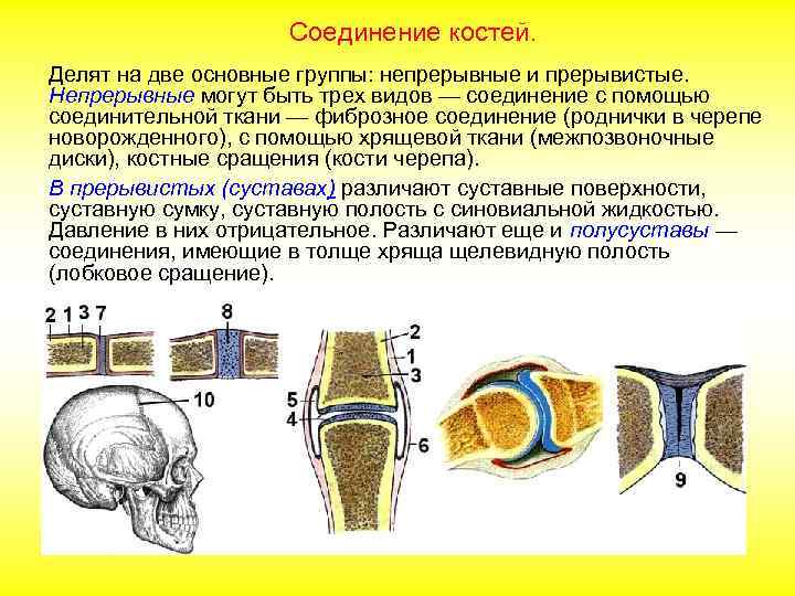 Соединение костей. Делят на две основные группы: непрерывные и прерывистые. Непрерывные могут быть трех