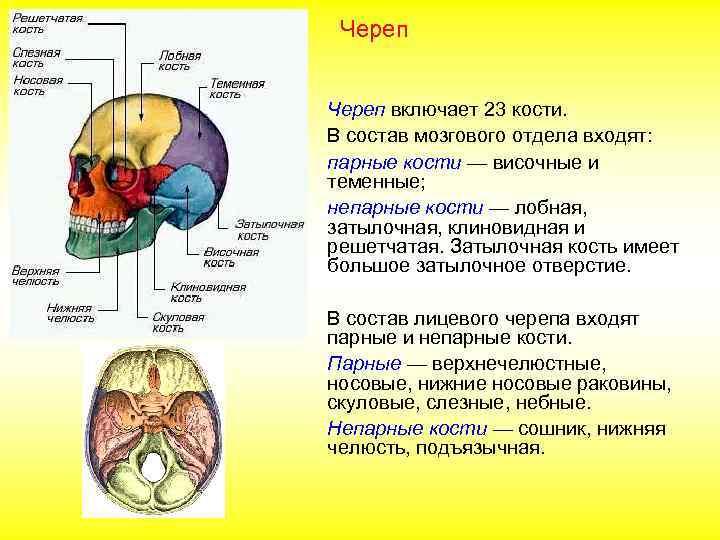 Череп включает 23 кости. В состав мозгового отдела входят: парные кости — височные и