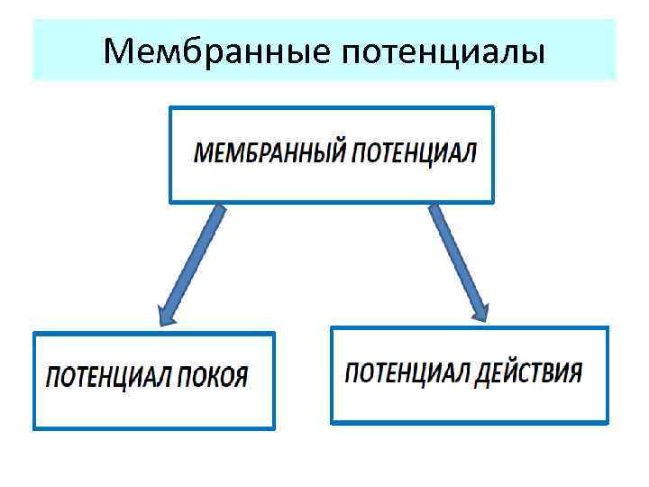 Мембранные потенциалы 