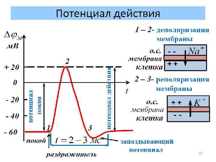 Потенциал действия 