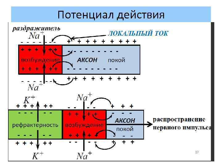 Потенциал действия 