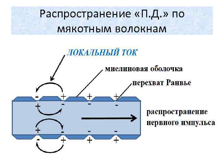 Распространение «П. Д. » по мякотным волокнам 