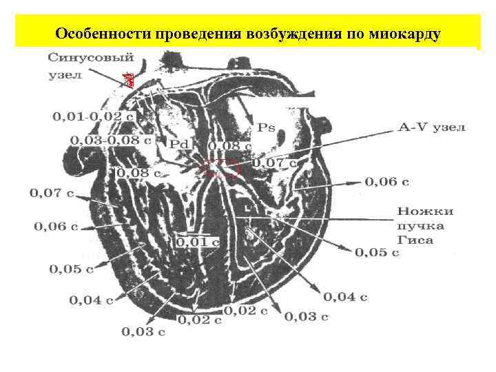 Особенности проведения возбуждения по миокарду 