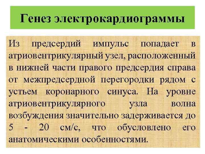 Генез электрокардиограммы Из предсердий импульс попадает в атриовентрикулярный узел, расположенный в нижней части правого