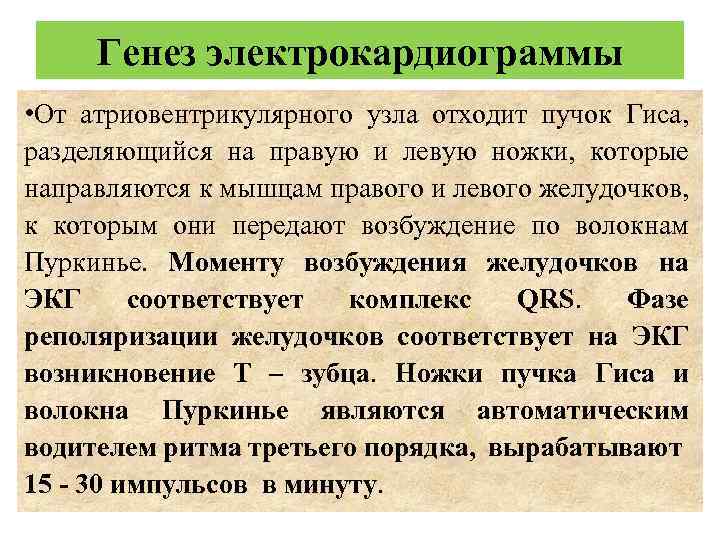 Генез электрокардиограммы • От атриовентрикулярного узла отходит пучок Гиса, разделяющийся на правую и левую