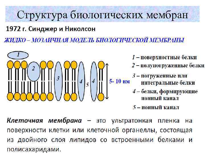 Cтруктура биологических мембран 