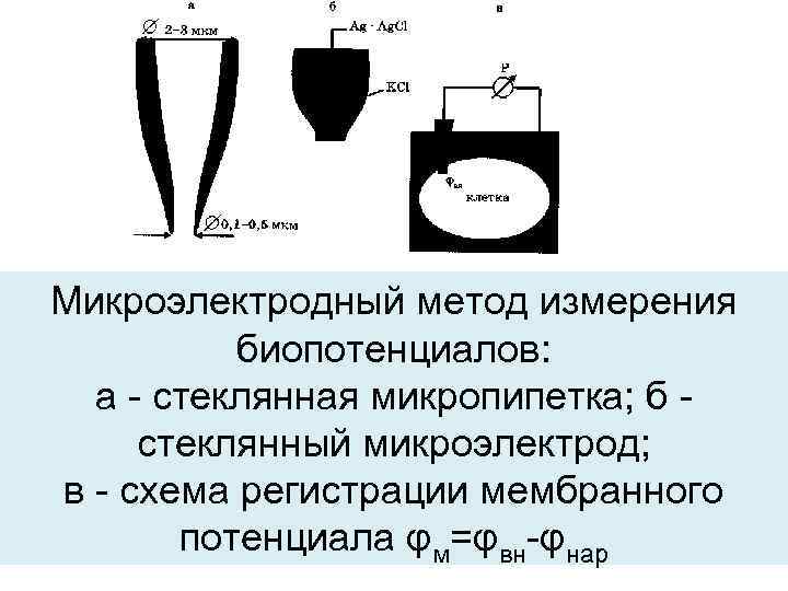 Микроэлектродный метод измерения биопотенциалов: а - стеклянная микропипетка; б стеклянный микроэлектрод; в - схема