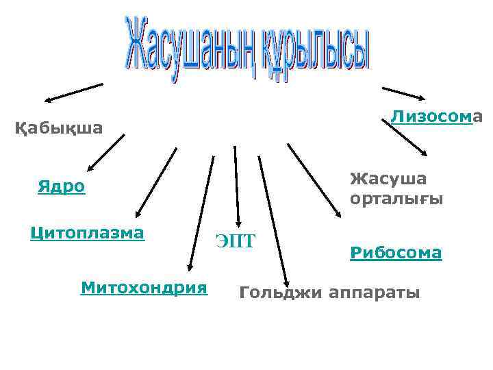 Лизосома Қабықша Жасуша орталығы Ядро Цитоплазма Митохондрия ЭПТ Рибосома Гольджи аппараты 
