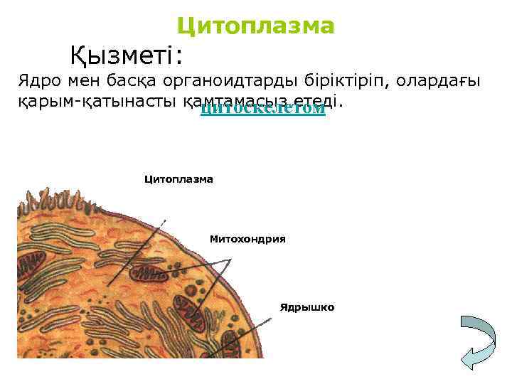 Цитоплазма Қызметі: Ядро мен басқа органоидтарды біріктіріп, олардағы қарым-қатынасты қамтамасыз етеді. цитоскелетом Цитоплазма Митохондрия