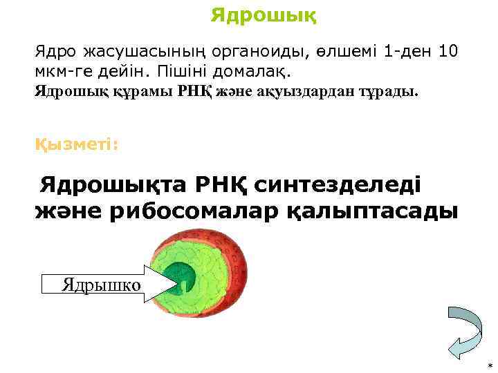 Ядрошық Ядро жасушасының органоиды, өлшемі 1 -ден 10 мкм-ге дейін. Пішіні домалақ. Ядрошық құрамы