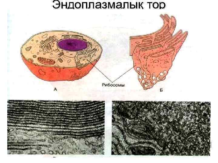 Эндоплазмалық тор 