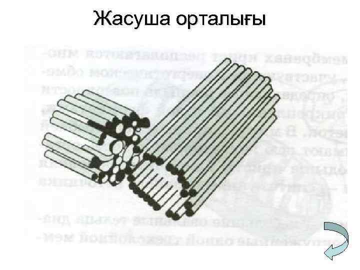 Жасуша орталығы 