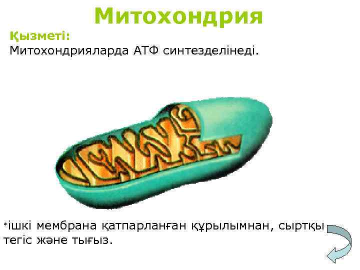 Митохондрия Қызметі: Митохондрияларда АТФ синтезделінеді. ішкі мембрана қатпарланған құрылымнан, сыртқы тегіс және тығыз. *
