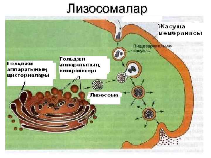 Жасушаның құрылысы фото