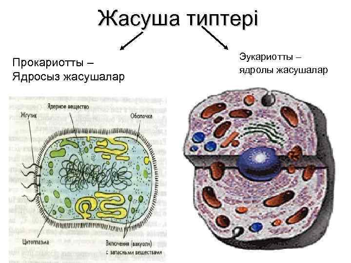 Жасуша типтері Прокариотты – Ядросыз жасушалар Эукариотты – ядролы жасушалар 