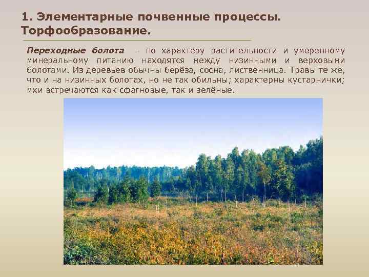1. Элементарные почвенные процессы. Торфообразование. Переходные болота по характеру растительности и умеренному минеральному питанию