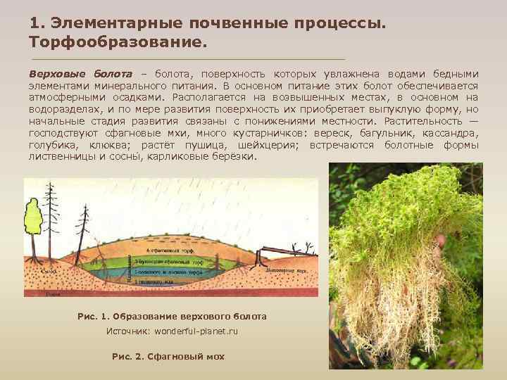 1. Элементарные почвенные процессы. Торфообразование. Верховые болота – болота, поверхность которых увлажнена водами бедными