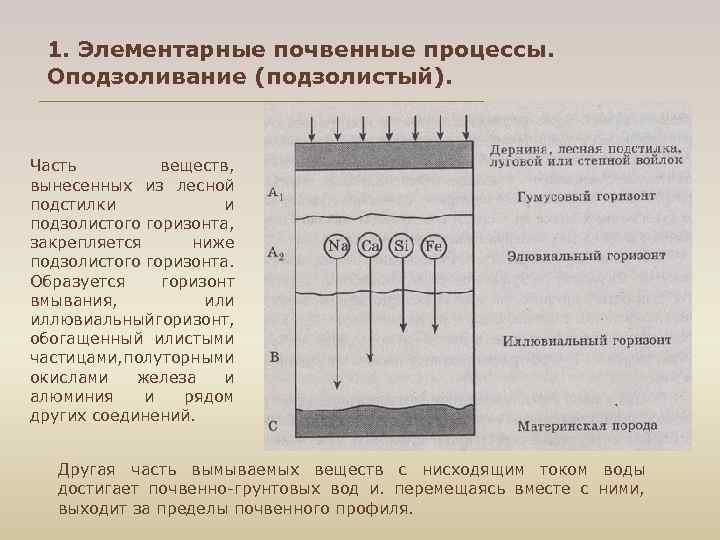 1. Элементарные почвенные процессы. Оподзоливание (подзолистый). Часть веществ, вынесенных из лесной подстилки и подзолистого