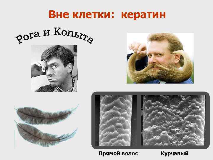 Вне клетки: кератин   Прямой волос  Курчавый 