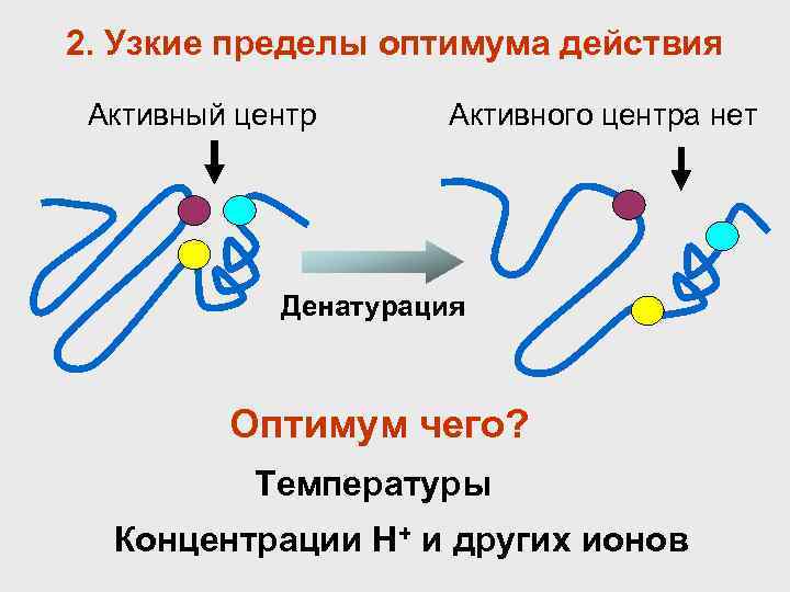 2. Узкие пределы оптимума действия  Активный центр  Активного центра нет  