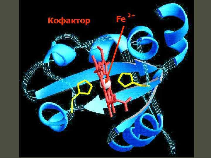     3+ Кофактор  Fe 