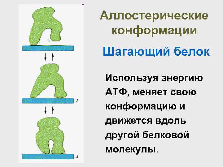 Аллостерические конформации Шагающий белок Используя энергию АТФ, меняет свою конформацию и движется вдоль другой