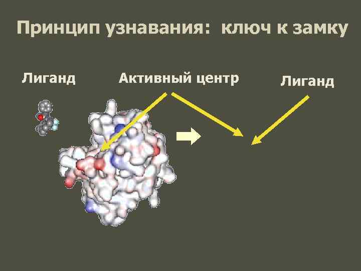 Принцип узнавания: ключ к замку Лиганд  Активный центр  Лиганд 