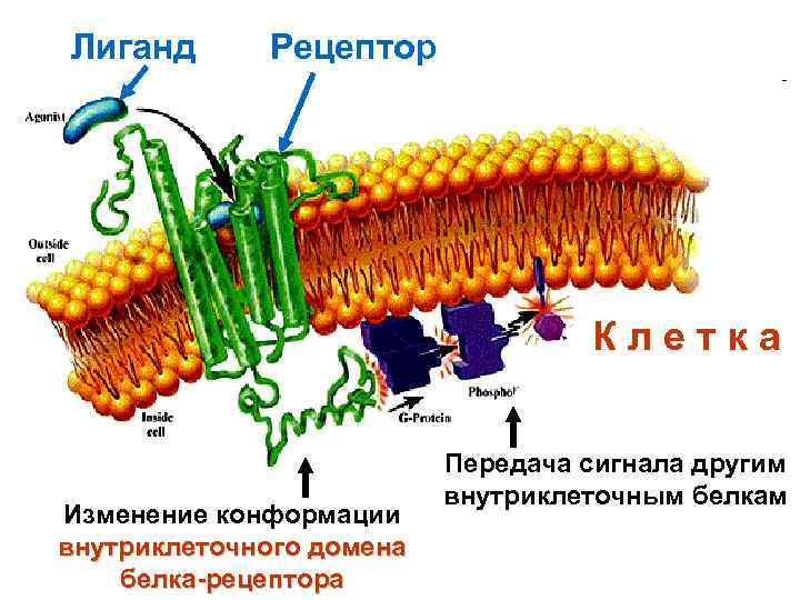 Лиганд  Рецептор    Клетка     Передача сигнала другим