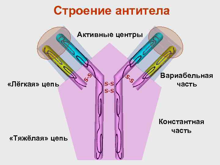   Строение антитела   Активные центры      