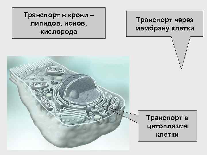 Транспорт в крови –    Транспорт через  липидов, ионов,  