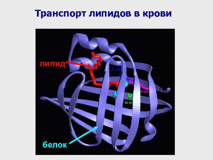 Транспорт липидов в крови липид белок 