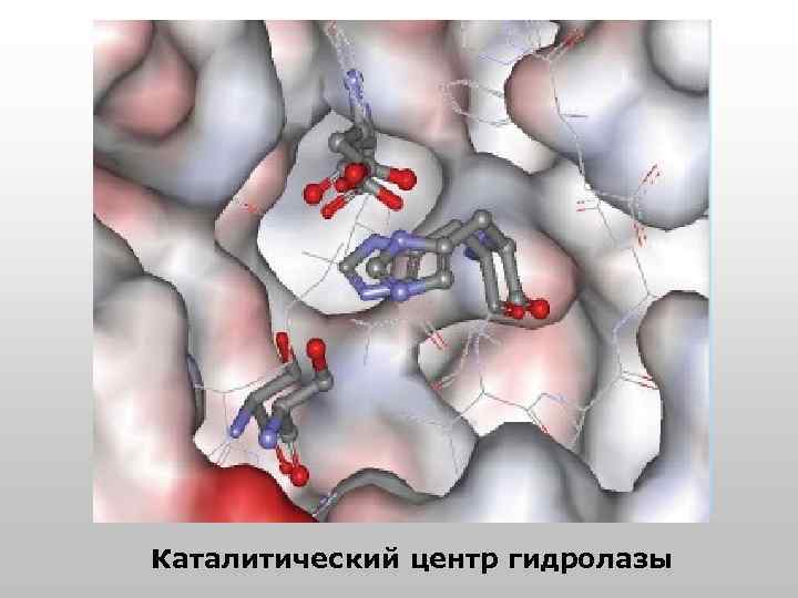 Каталитический центр гидролазы 
