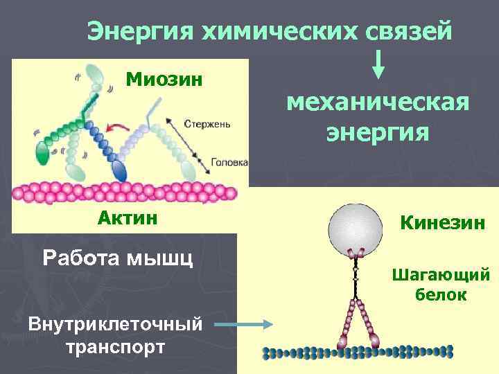  Энергия химических связей   Миозин    механическая   