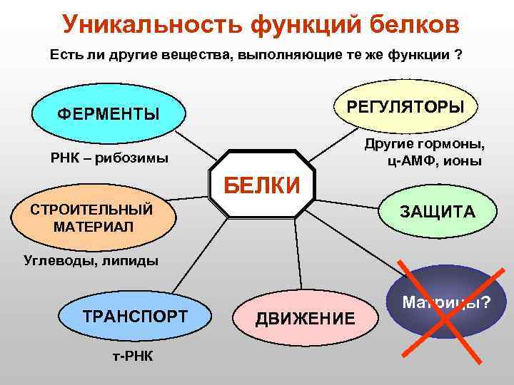   Уникальность функций белков  Есть ли другие вещества, выполняющие те же функции