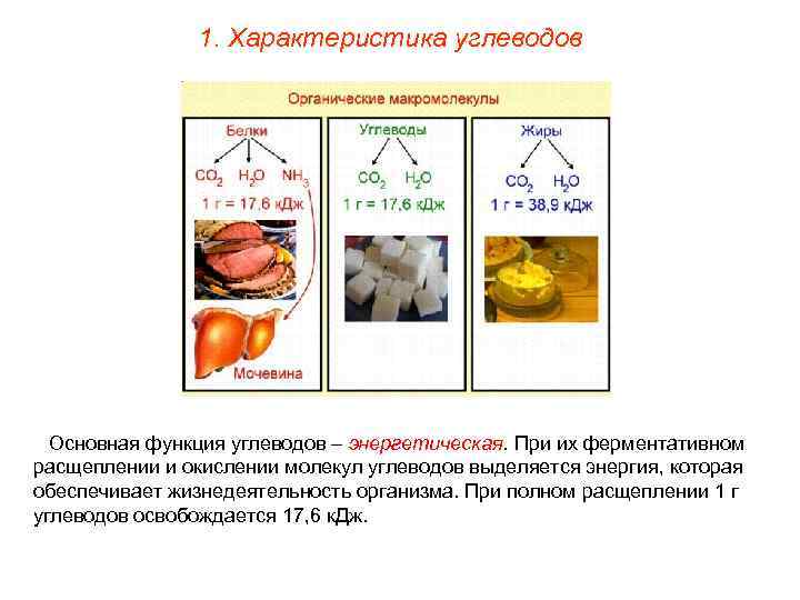     1. Характеристика углеводов  Основная функция углеводов – энергетическая. При