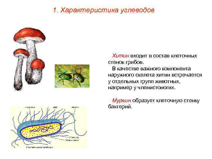 1. Характеристика углеводов     Хитин входит в состав клеточных  