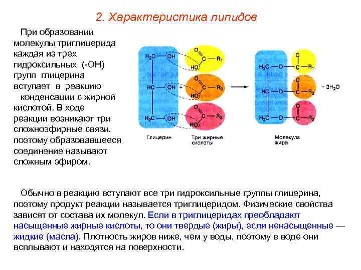     2. Характеристика липидов  При образовании молекулы триглицерида каждая из