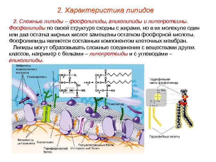    2. Характеристика липидов  2. Сложные липиды – фосфолипиды, гликолипиды и