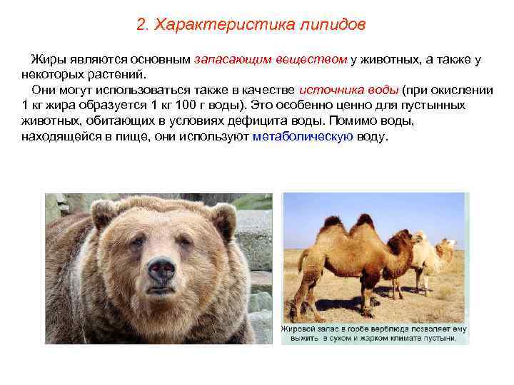    2. Характеристика липидов  Жиры являются основным запасающим веществом у животных,