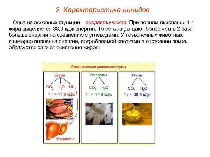    2. Характеристика липидов Одна из основных функций – энергетическая. При полном