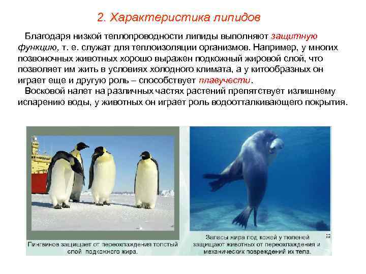     2. Характеристика липидов  Благодаря низкой теплопроводности липиды выполняют защитную