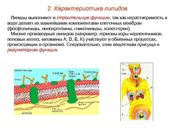     2. Характеристика липидов  Липиды выполняют и строительную функцию, так
