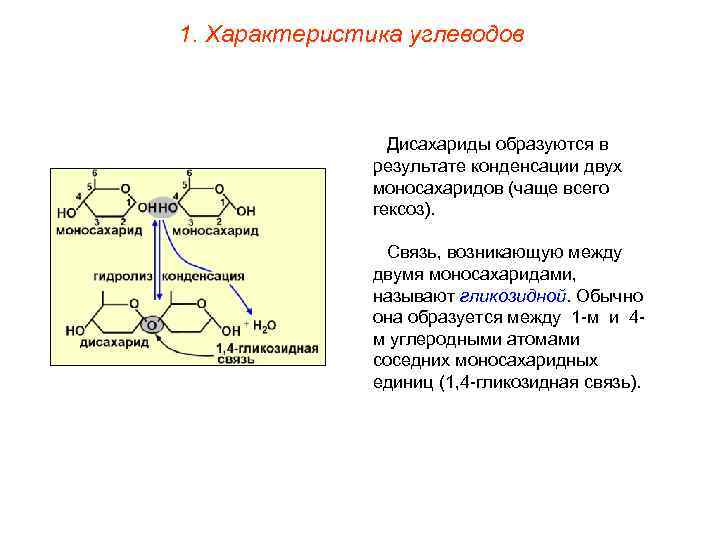 1. Характеристика углеводов     Дисахариды образуются в    результате