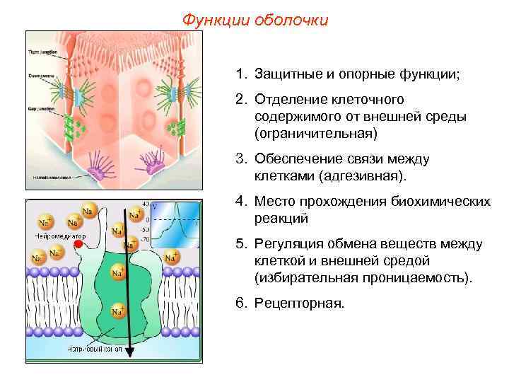 Функции оболочки  1. Защитные и опорные функции;  2. Отделение клеточного  