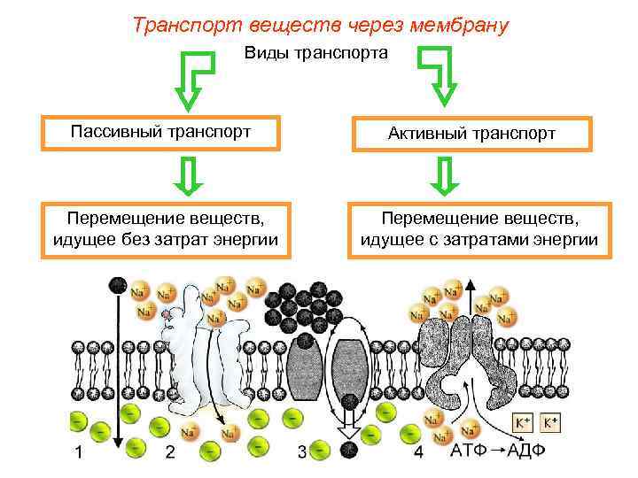   Транспорт веществ через мембрану     Виды транспорта Пассивный транспорт