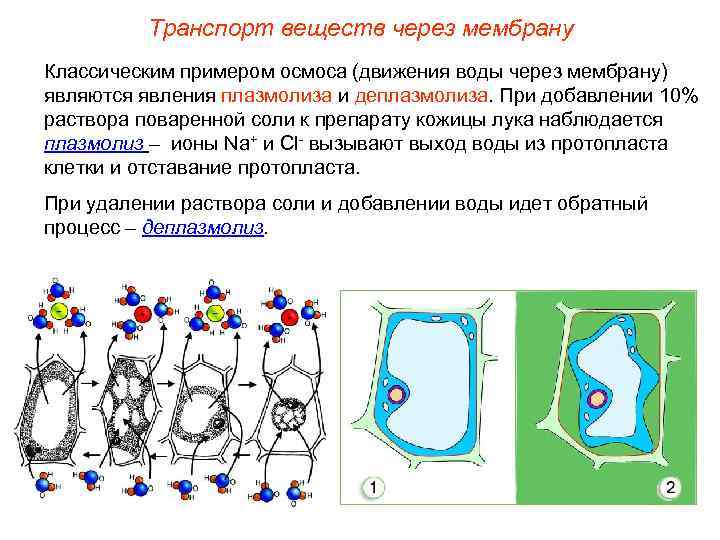    Транспорт веществ через мембрану Классическим примером осмоса (движения воды через мембрану)
