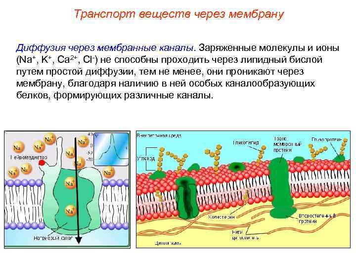   Транспорт веществ через мембрану Диффузия через мембранные каналы. Заряженные молекулы и ионы