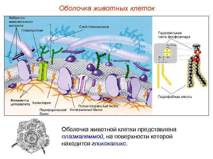 Оболочка животных клеток Оболочка животной клетки представлена плазмалеммой, на поверхности которой находится гликокаликс. 